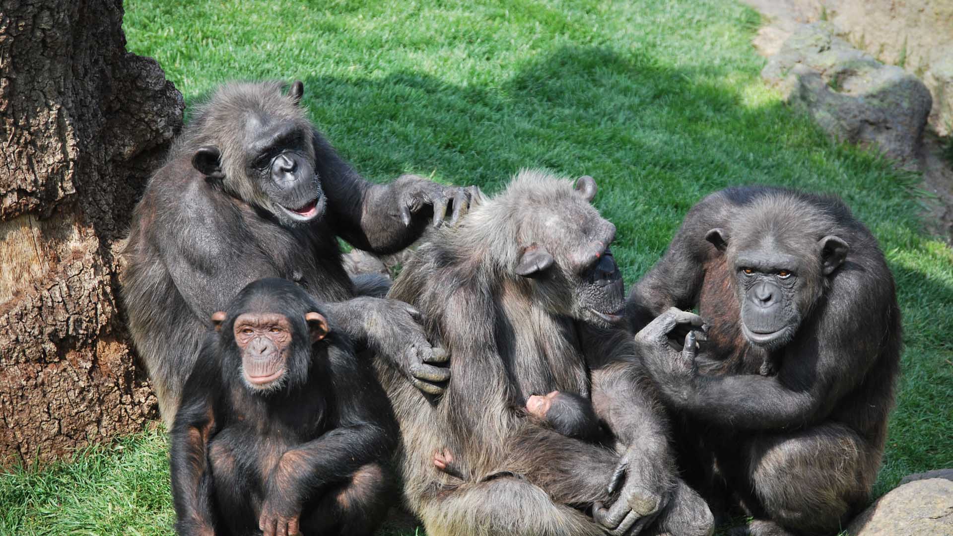 La administración del parque realizará un concurso para bautizar a los seis primates