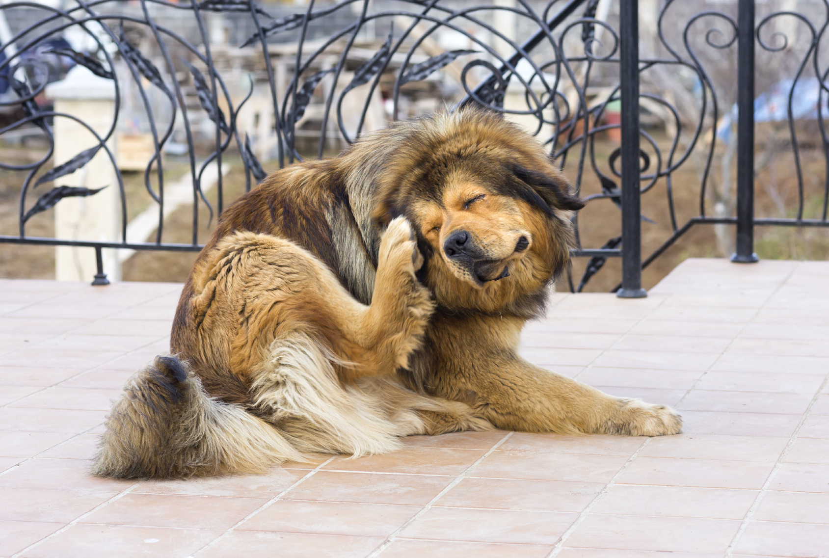 Perros y gatos suelen tener reacciones alérgicas a ciertos alimentos, sustancias o a elementos que se encuentran en el medio ambiente