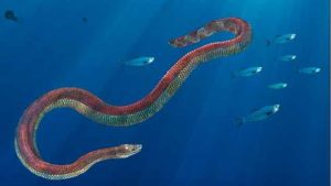 Serpiente prehistórica: Lunaophis aquaticus cuya etimología en latín significa “Serpiente acuática de la Luna” 