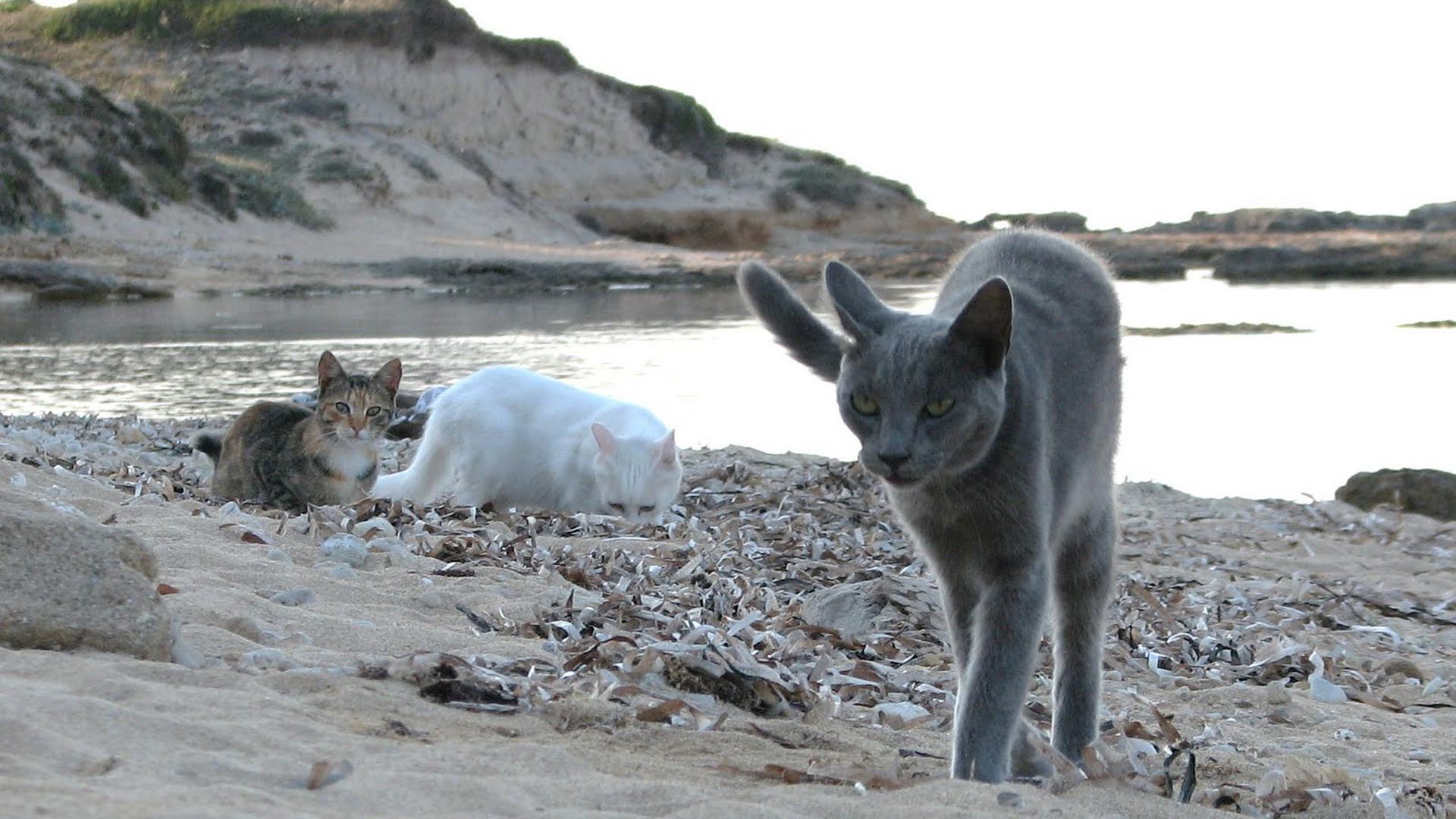 Los gatos que llegaron a la isla de casualidad se han convertido en una de las atracciones de la isla