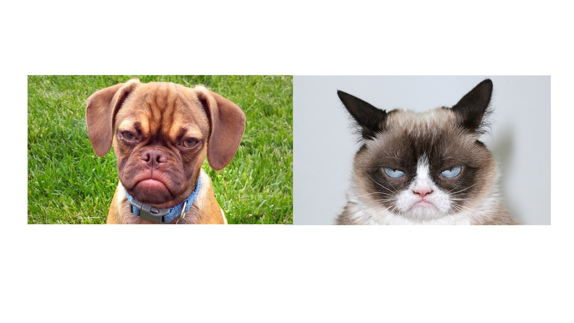 Earl es el grumpy dog quien llega hacerle la competencia a la gata que invadió las redes sociales con su expresión facial