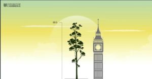 La universidad comparó al árbol con el famoso icono británico "Big Ben"