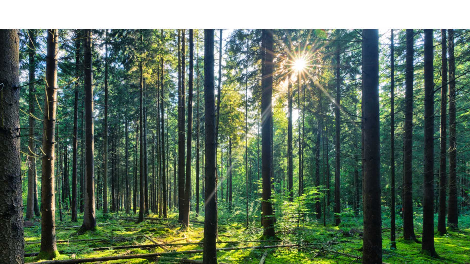 Eva Muller, directora forestal de la agencia dijo que es posible crear de sistemas agrícolas más sostenibles que no afecten las zonas tropicales y subtropicales