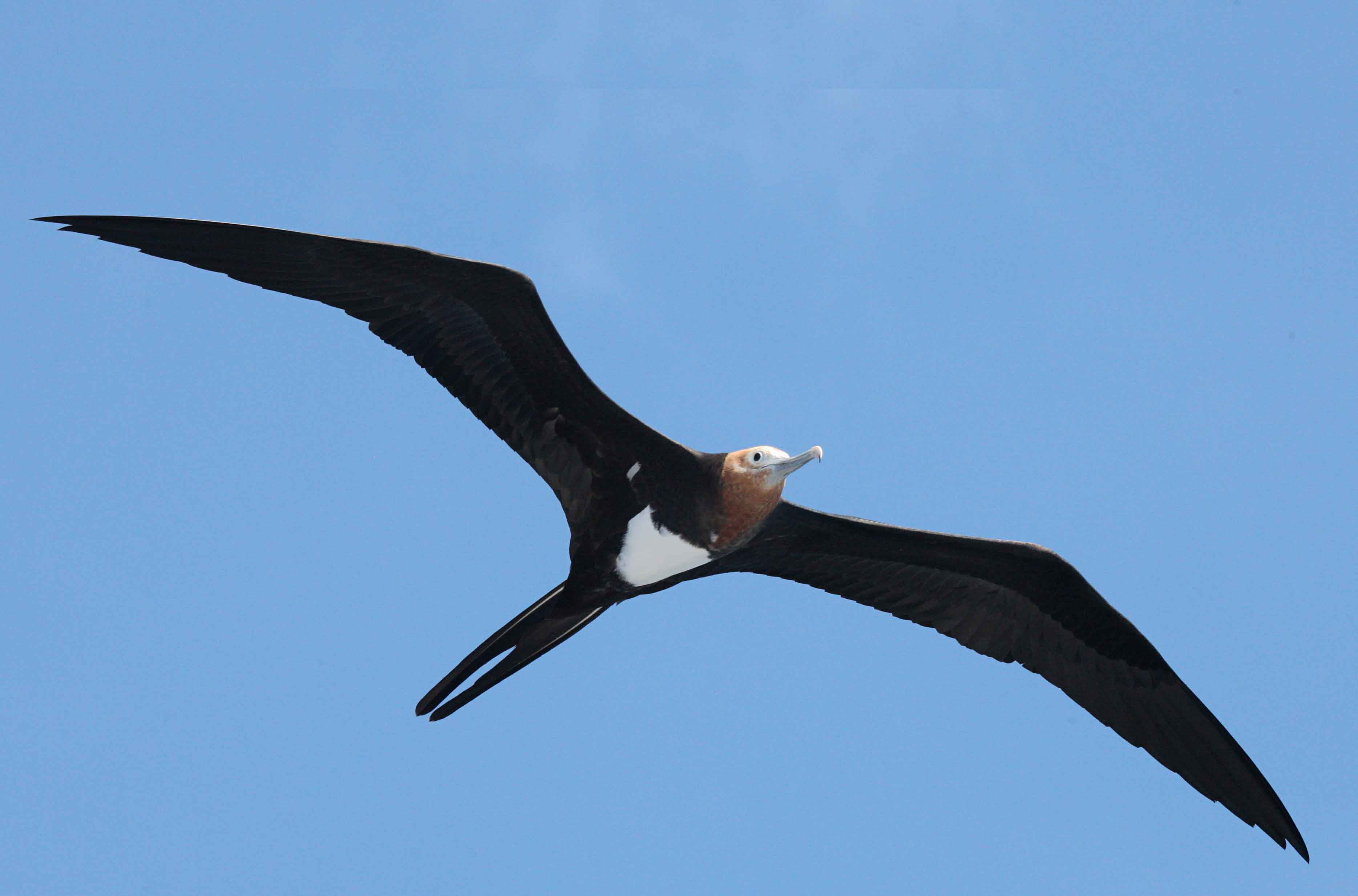 Tras alcanzar mayor altitud, las aves pueden descender planeando, volando con vientos laterales para alcanzar velocidades máximas