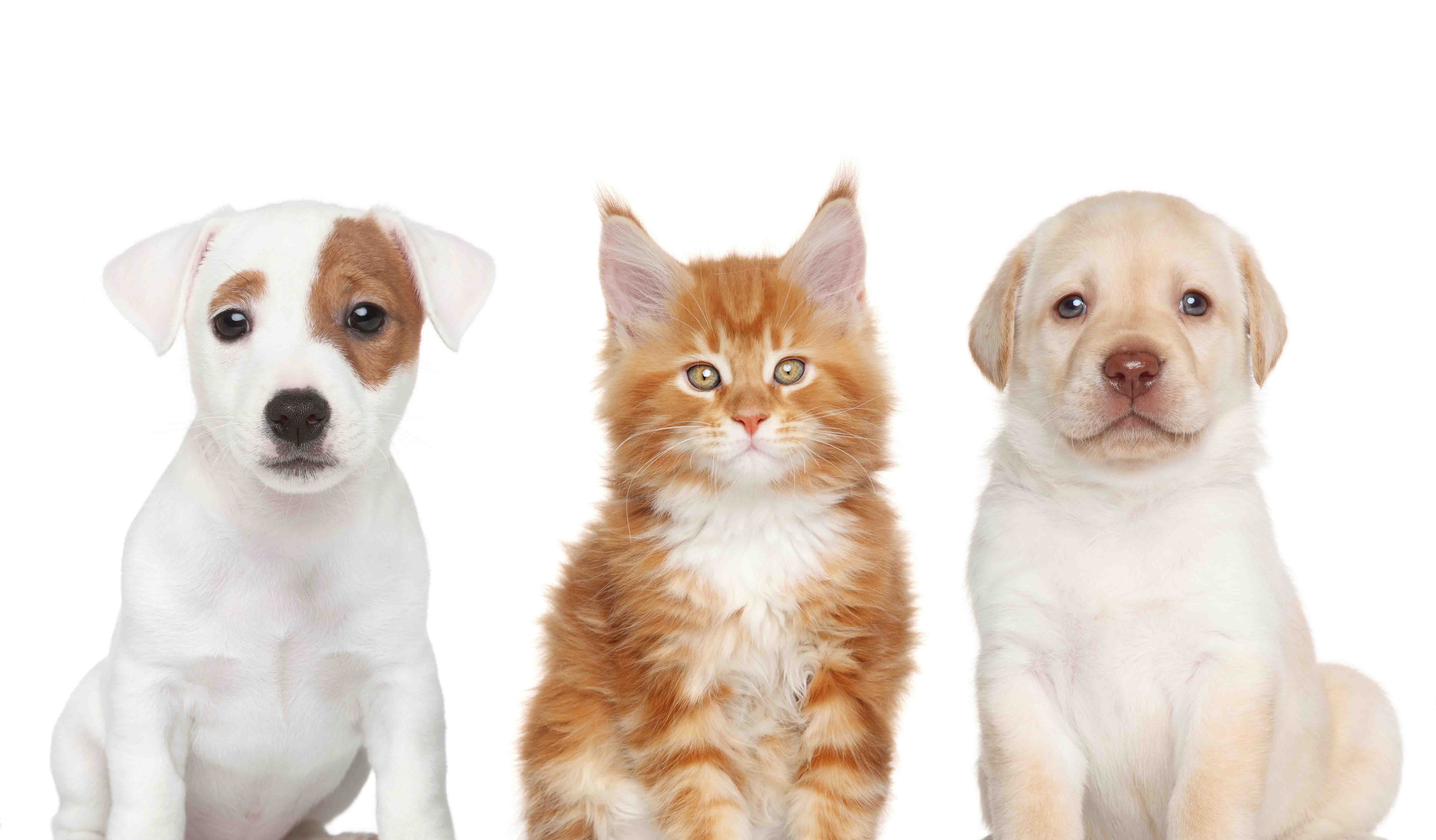 La asociación civil Voluntarios por los Animales busca sensibilizar a los dueños a querer más a los animales domesticos
