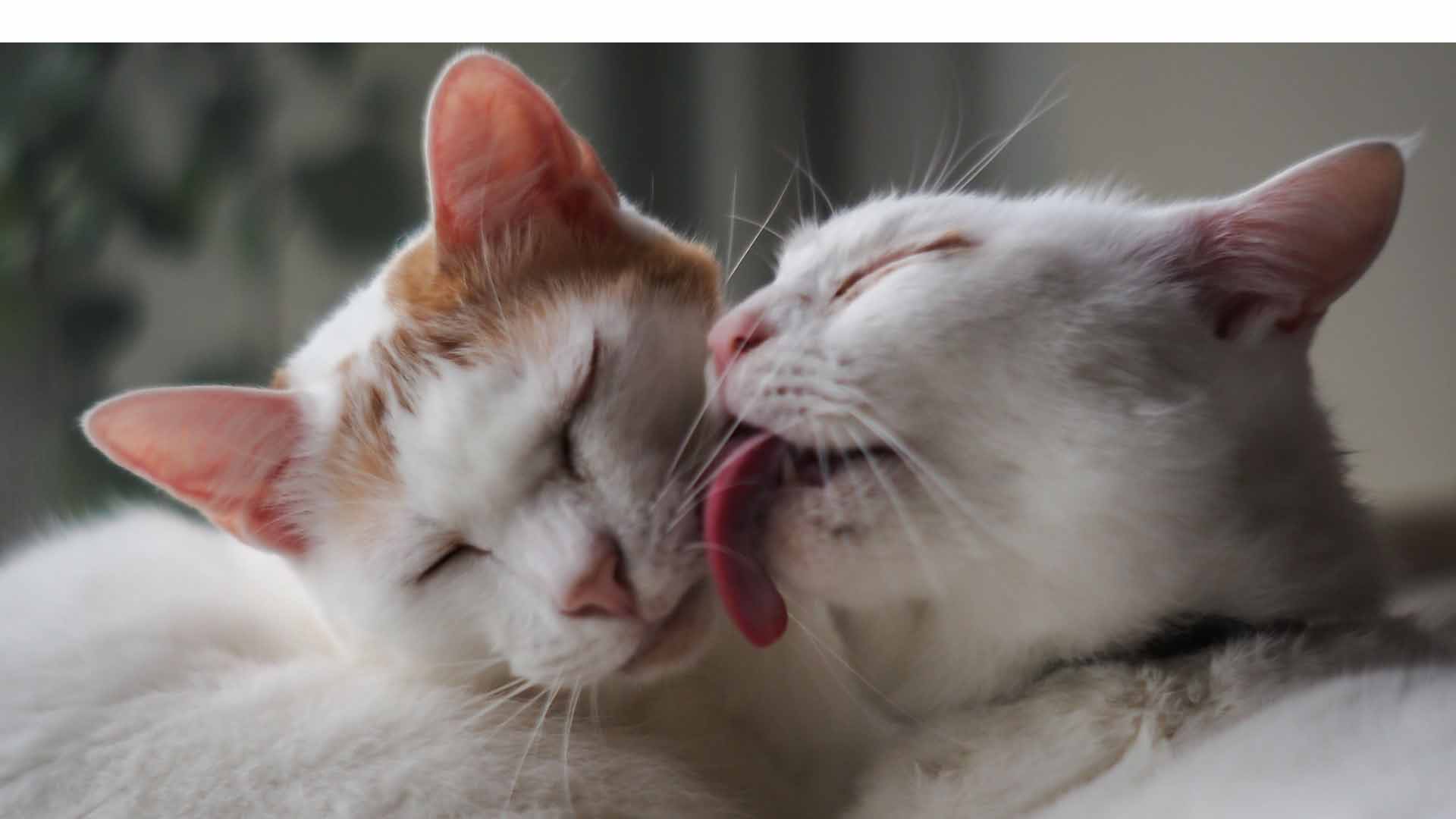 Crean lengua de silicón, tamaño real, que permite a los dueños lamer a sus gatos para entablar un vínculo afectivo