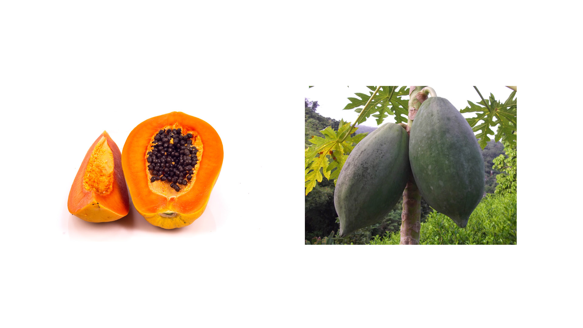 Antes era considerada una fruta exótica y difícil de encontrar. Ahora, podemos tenerla todo el año y disfrutar de sus propiedades