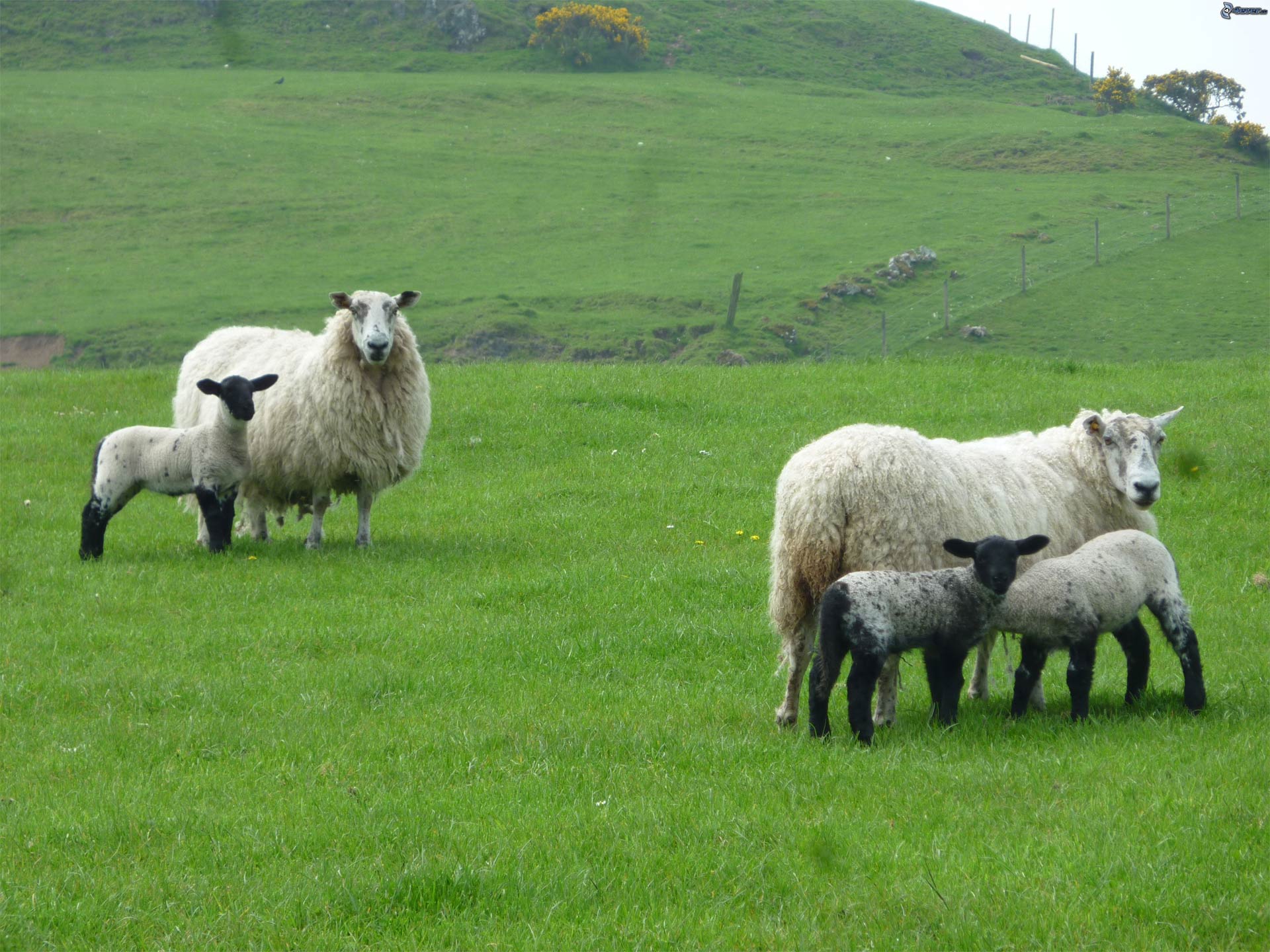 Conoce a las ovejas camarógrafas