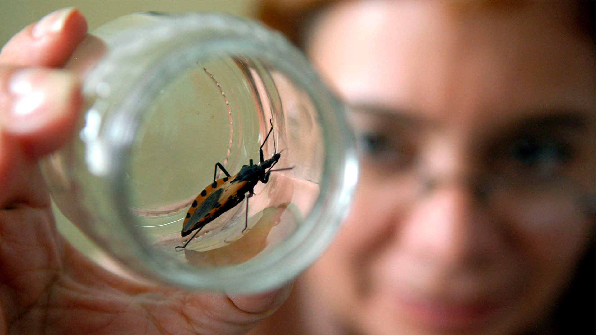 Un nuevo compuesto podrá curar el mal de Chagas, la leishmaniasis y la enfermedad del sueño