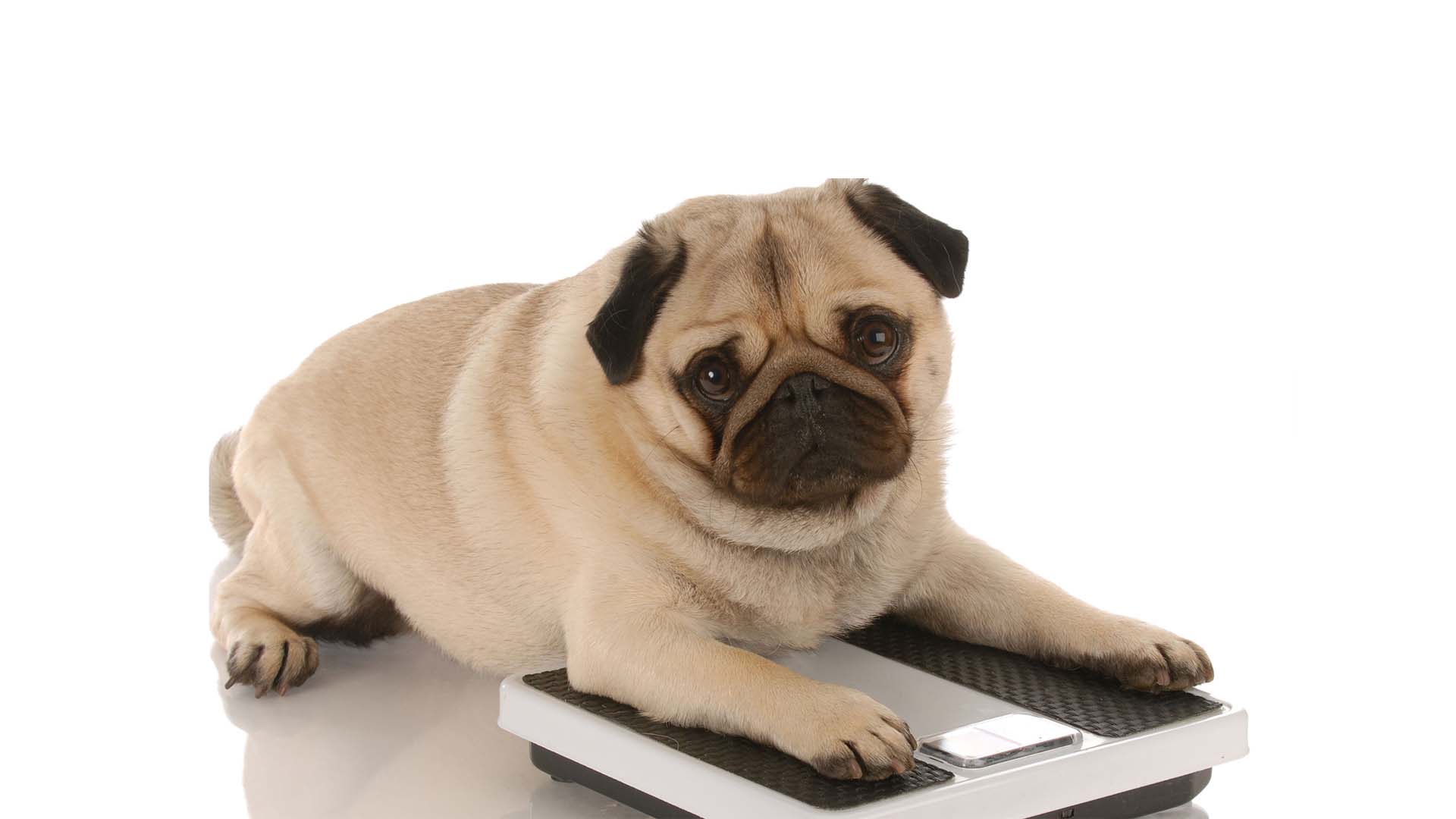 Algunos perros pierden demasiado peso por no comer como deberían, pero muchos otros ganan en exceso y acortan su esperanza de vida
