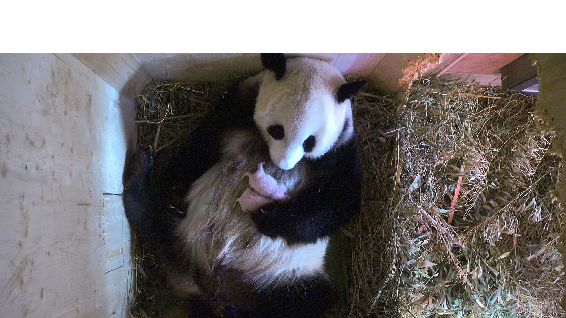 Zoologico de Viena confirma que su osa Yang Yang no tuvo un pequeño osito sino dos y que ambos están en perfecto estado de salud tras sus primeros días