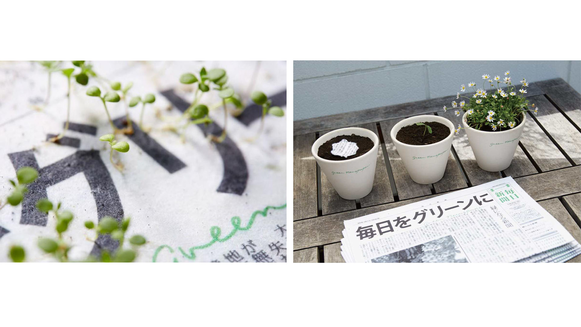 The Mainichi es un impreso totalmente ecológico al que se le compactan al papel múltiples semillas que germinan luego de que deja de ser noticioso