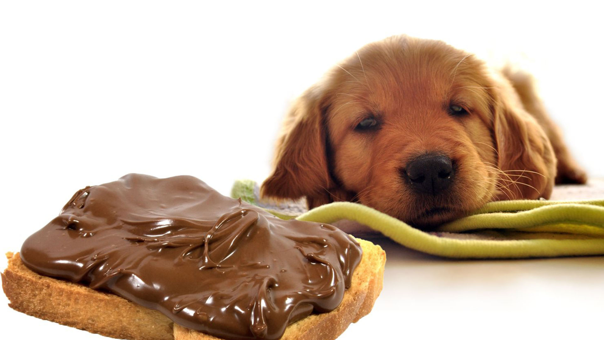 Prohíbele el chocolate y otros alimentos a tu mascota