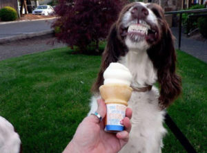 Alegra a tu mascota con una saludable delicia helada