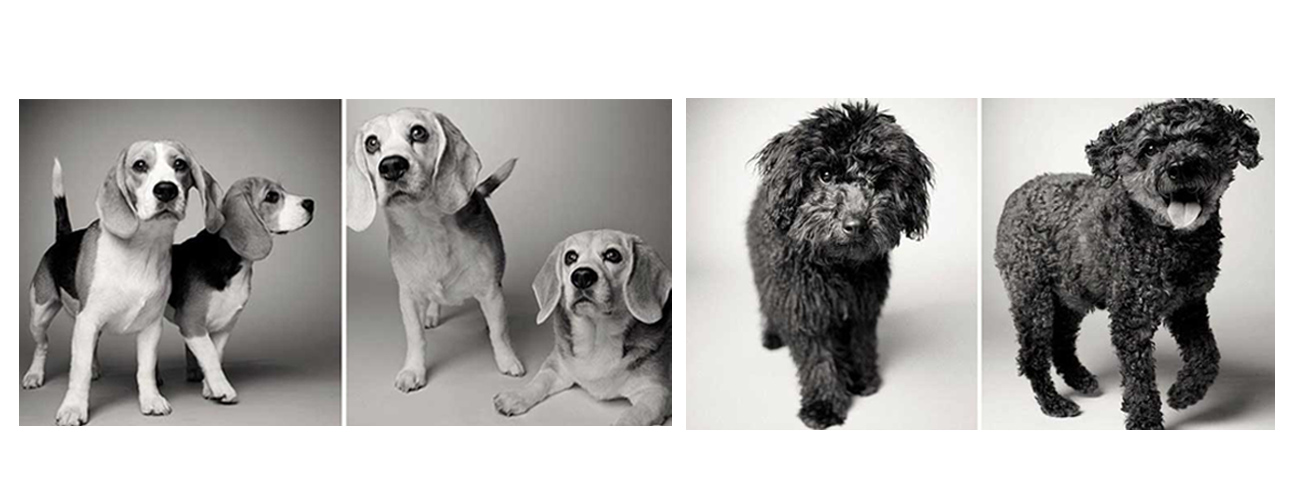 Una fotógrafa logró capturar con su lente a 30 canes desde que eran tan solo unos pequeños cachorros hasta que se convirtieron en unos perros mayores