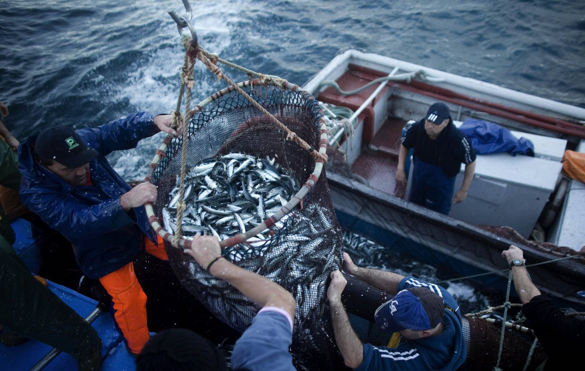 Sector pesquero invertirá millones