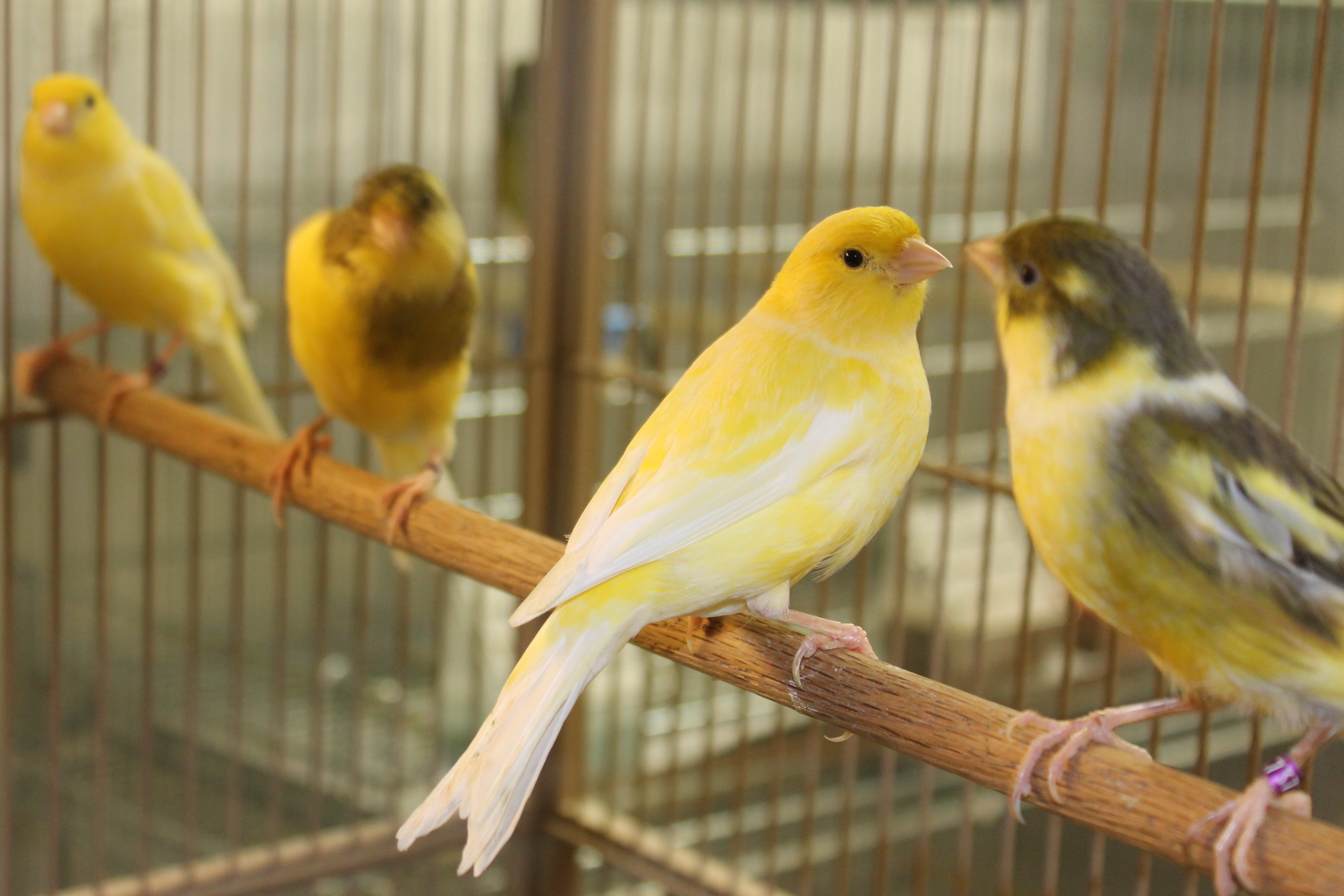 Los pájaros suelen ser mascotas muy comunes sin embargo, requieren de varios cuidados entre ellos una buena alimentación