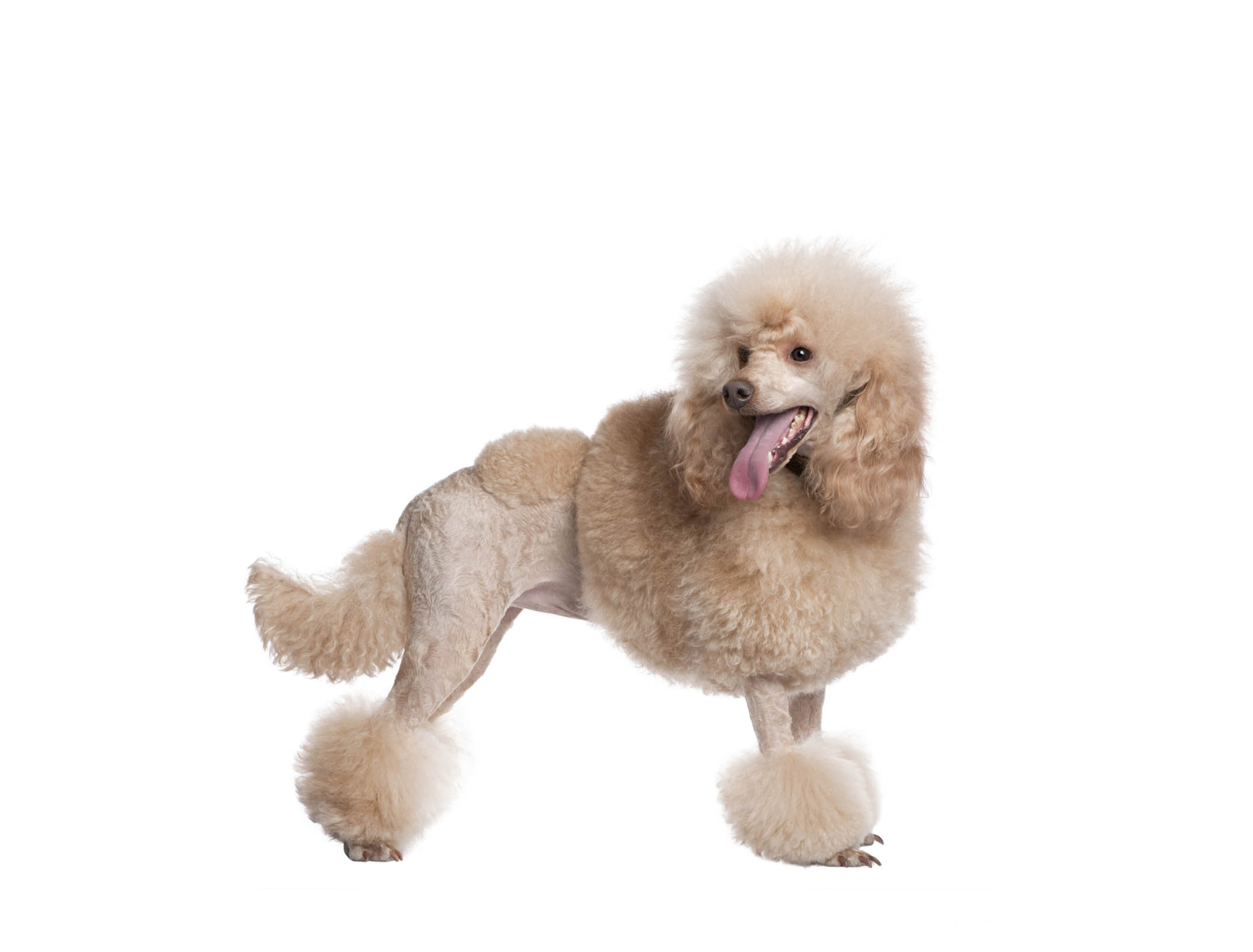 Para esta raza de canes existe una gran gama de cortes de pelo que lo harán lucir a la moda sin importar si su tamaño es toy, enano, mediano o gigante