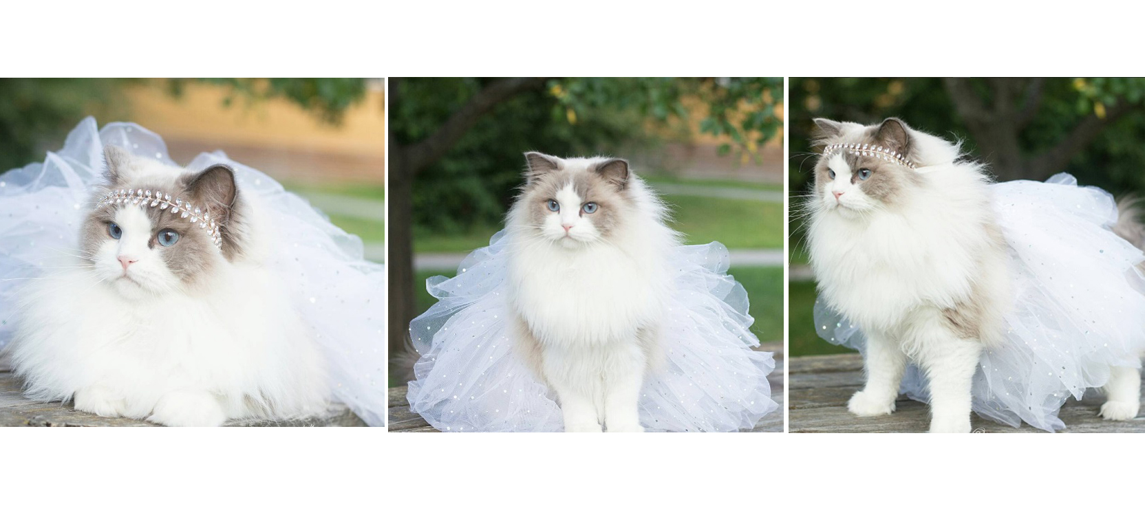 Princess Aurora es una gatita sueca que se ha convertido en toda una celebridad de las redes gracias a sus coquetas poses