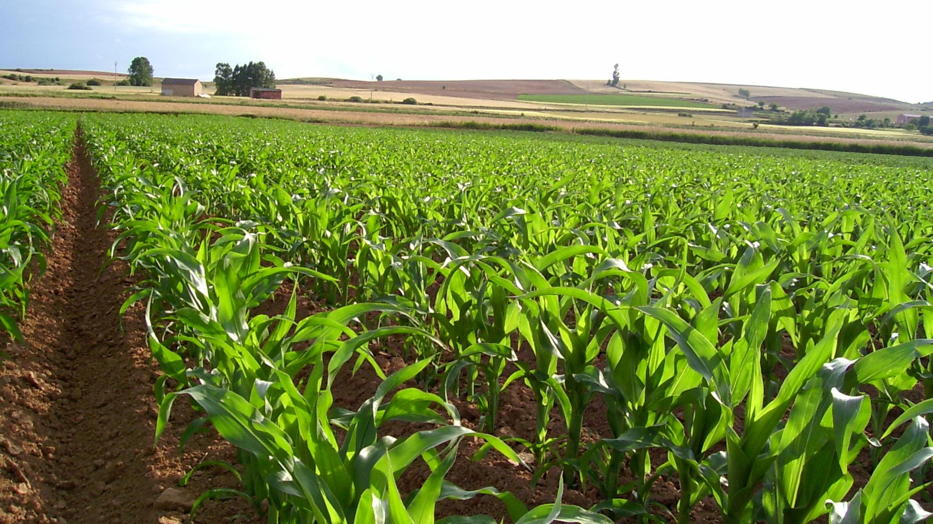 Se destinaron 23 mil millones de bolívares para la siembra de ambos granos