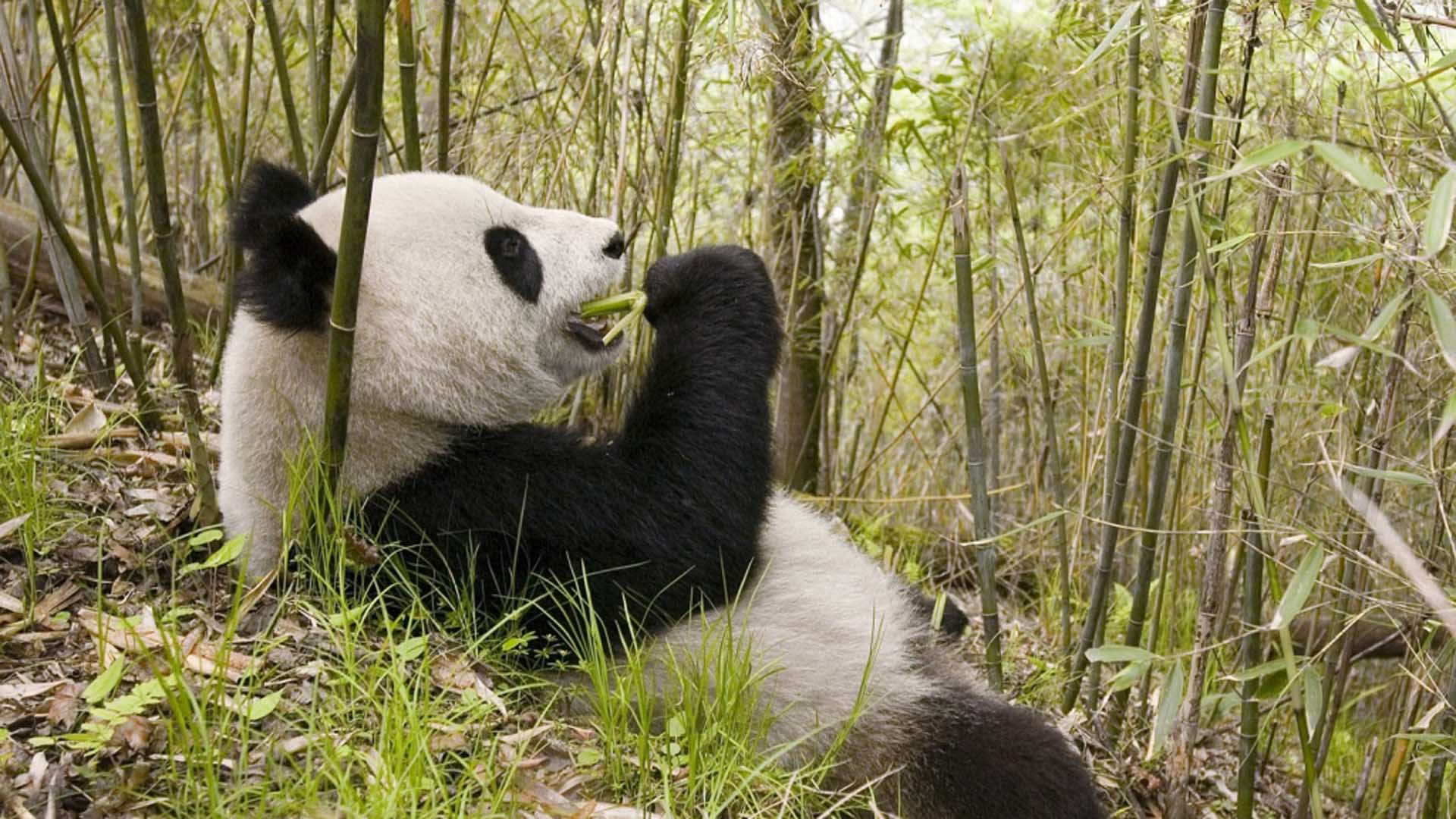 Nace la primera hembra de oso panda en Madrid