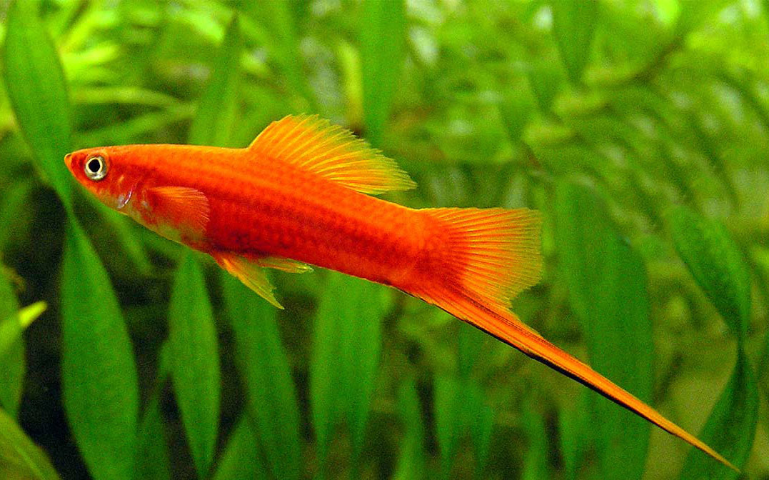 Sus dueños lo bautizaron con el nombre de Guapo y es un hermoso pez naranja que salta el aro