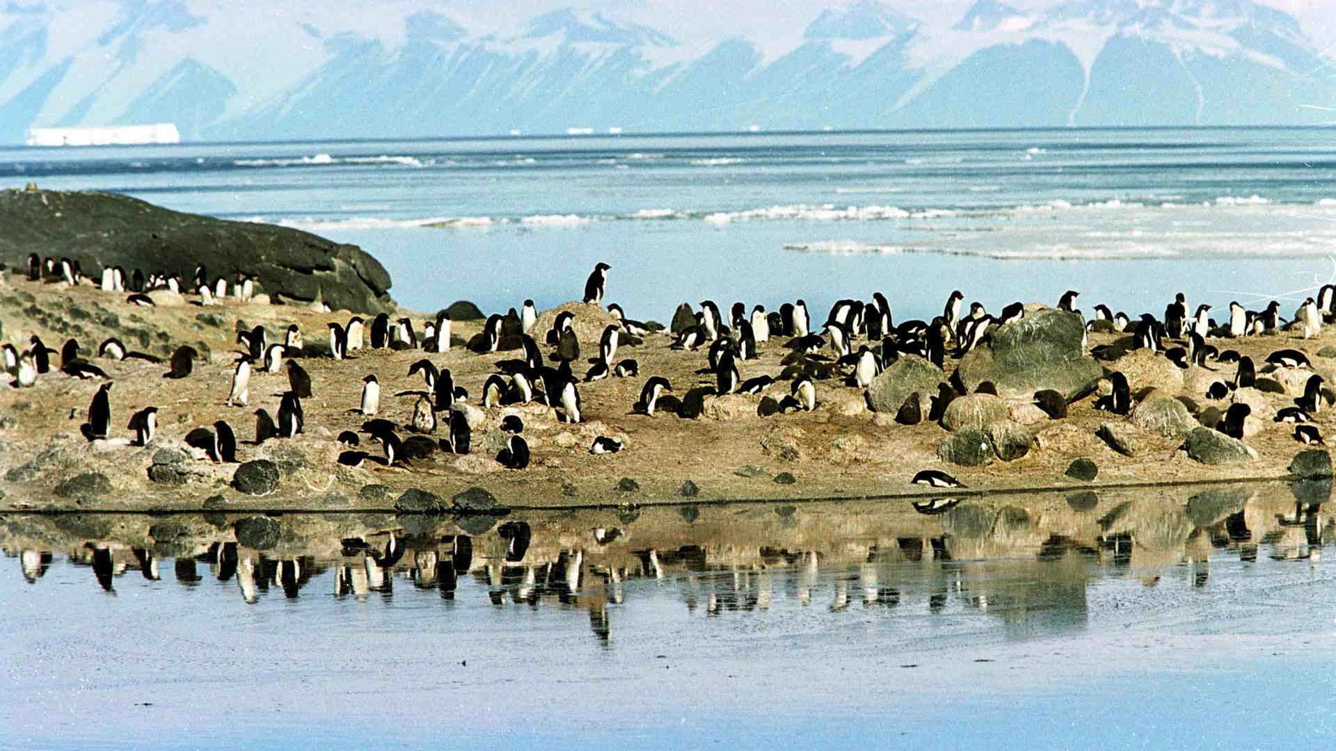 El Mar de Ross, en la Antártica, se vuelve también la primera reserva declarada en aguas internacionales