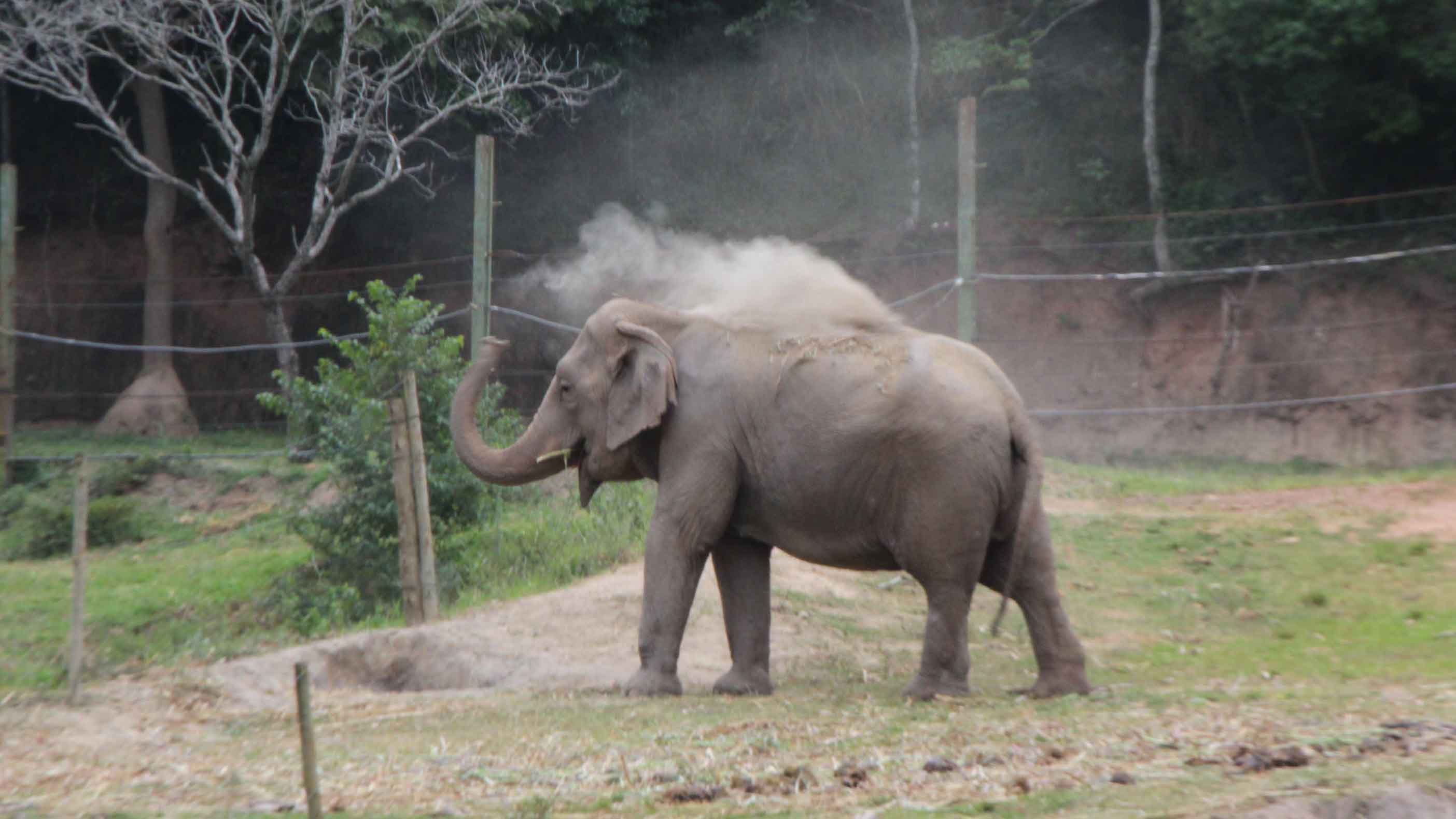 A través de la organización estadounidense Global Sanctuary for Elephants, se dio apertura al primer santuario en América Latina