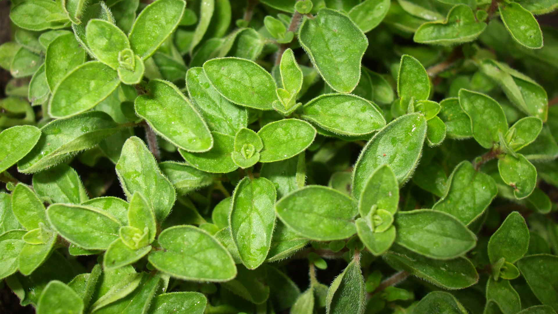 Con la versátil planta se pueden preparar múltiples recetas para cuidar la salud