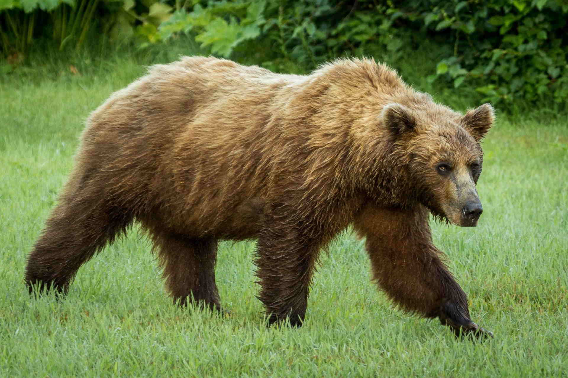 Jimbo el oso fue rescatado en Los Estados Unidos
