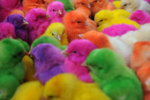 Coloured chicks are seen in a bazar in the city of Isfahan, 400 kms south of Tehran on March 18, 2008 few days before the Persian new year, or Noruz, which starts on March 21. AFP PHOTO/FRED DUFOUR (Photo credit should read FRED DUFOUR/AFP/Getty Images)HORIZONTAL