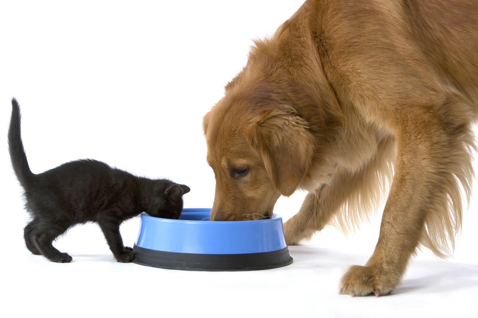 Los alimentos para perros causan malnutrición en los gatos
