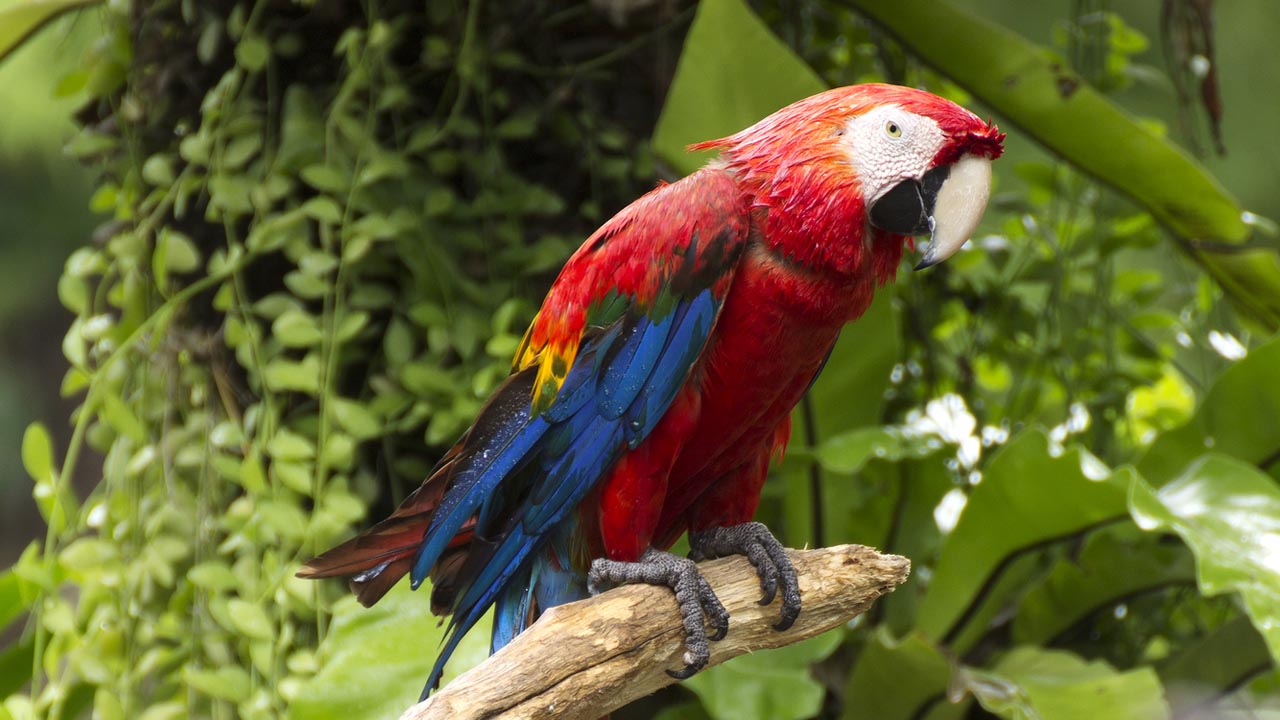 Hermosas aves que cautivan la atención por sus coloridos plumajes, es de vital importancia conocerlas para aprender a cuidarlas