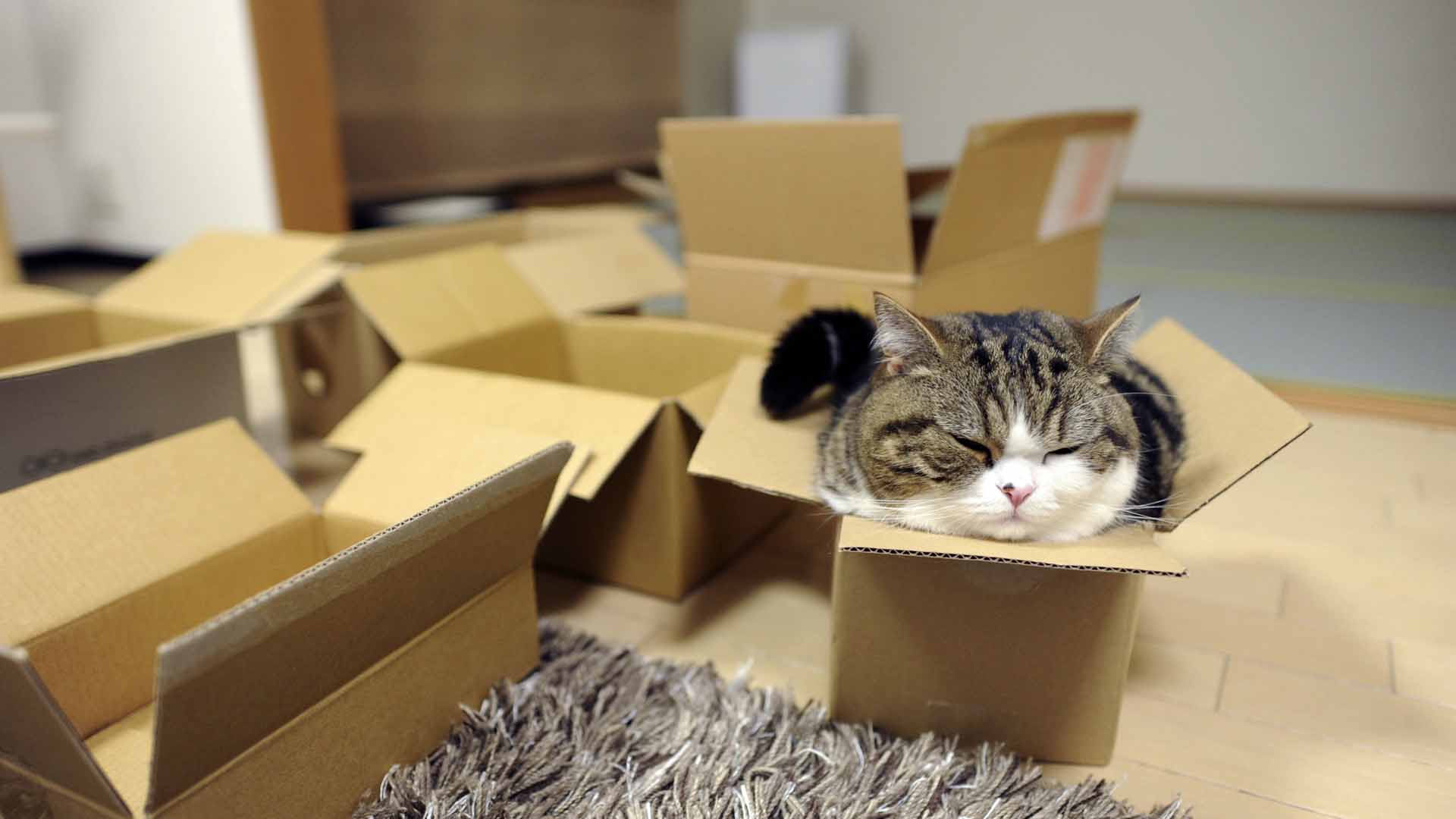 Un estudio de la Universidad de Utrecht demostró que los pequeños contenedores de cartón ayudan a los felinos a controlar su estrés