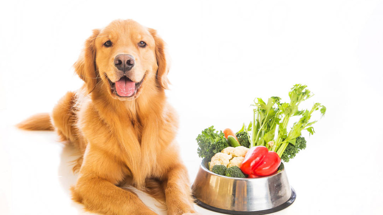 Existen algunas recetas vegetarianas que son ideales para añadirlas a la dieta de tu can que les brindarán grandes beneficios