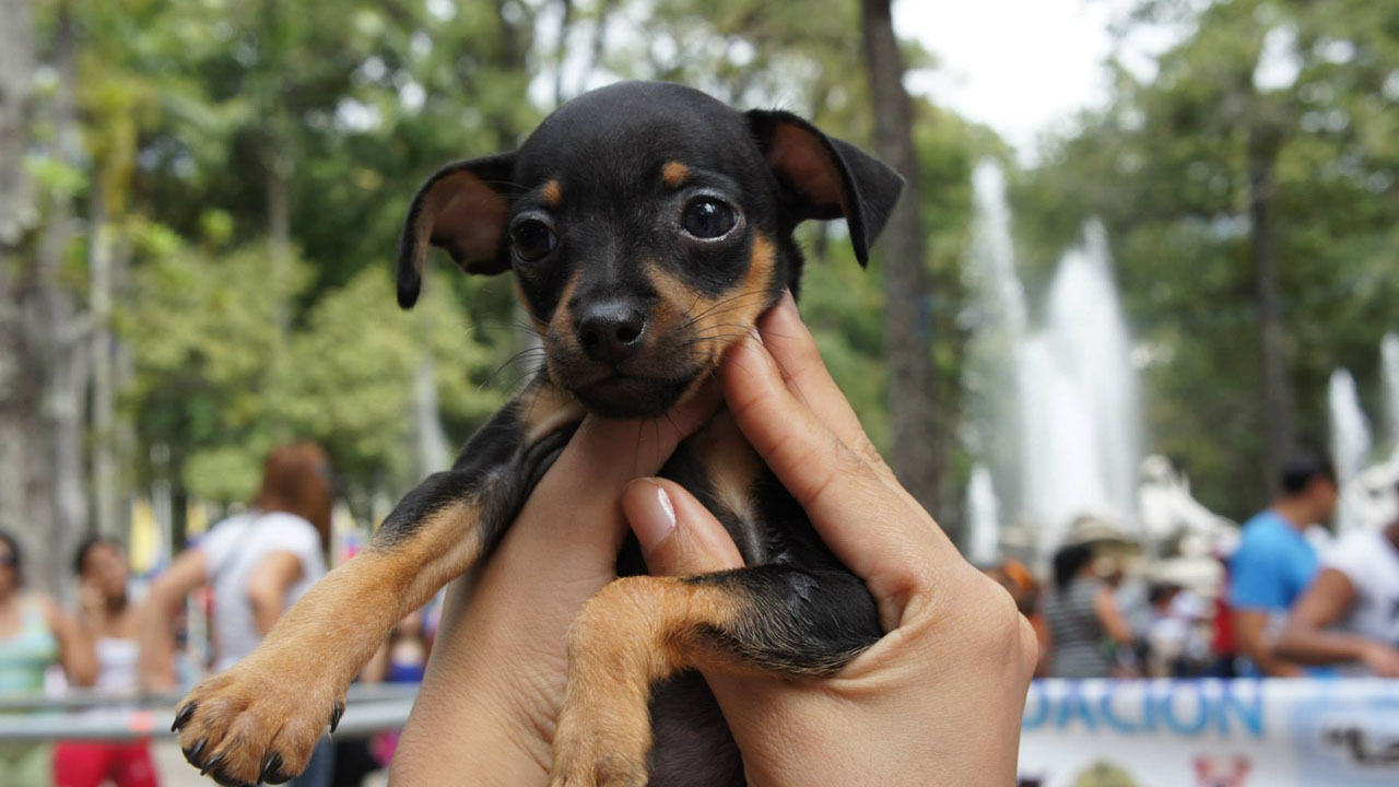 Evento para perros en Caracas