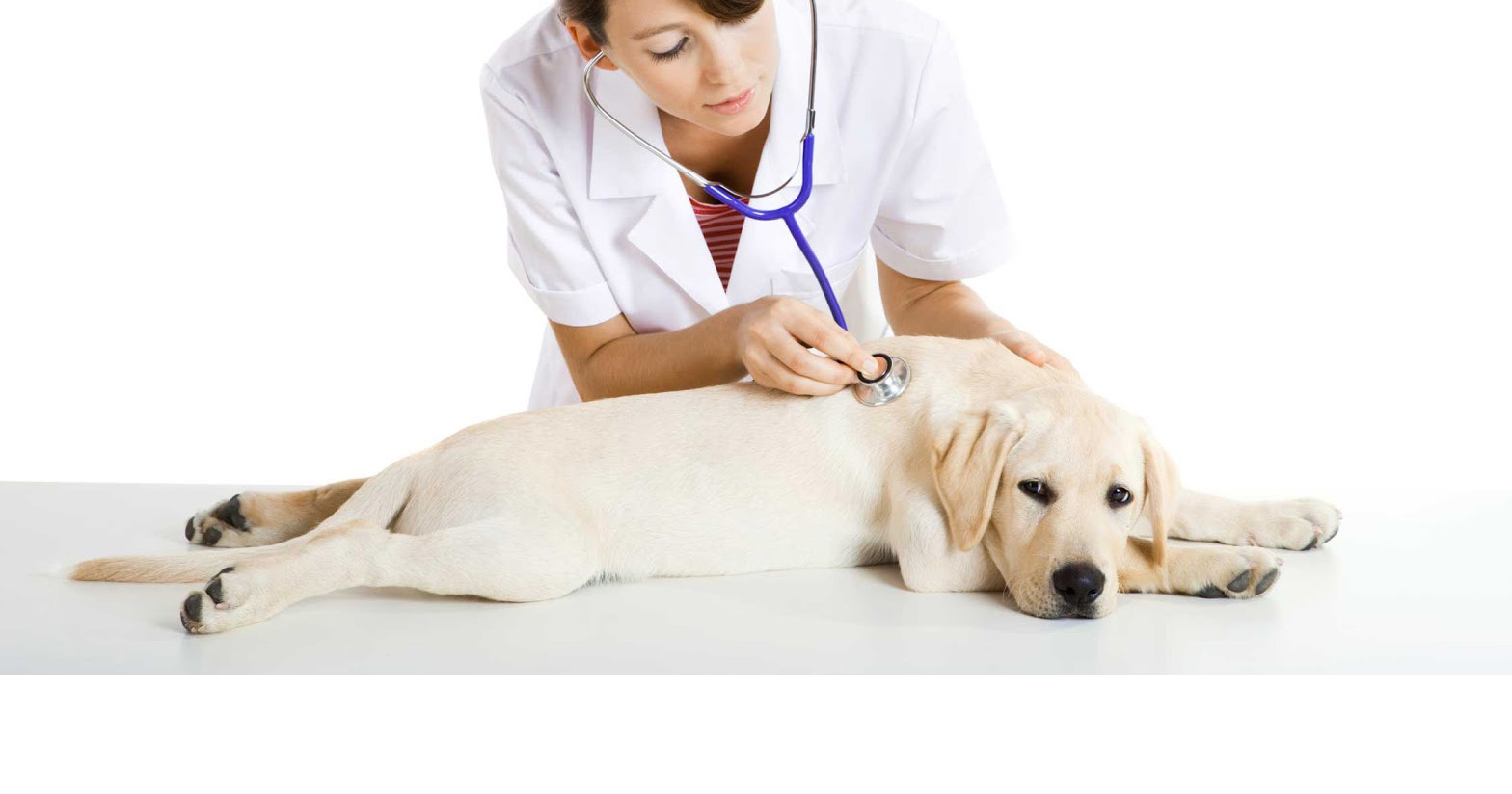 Tener conocimiento de como aplicarle los primeros auxilios a los perros podría ayudaros ante una emergencia