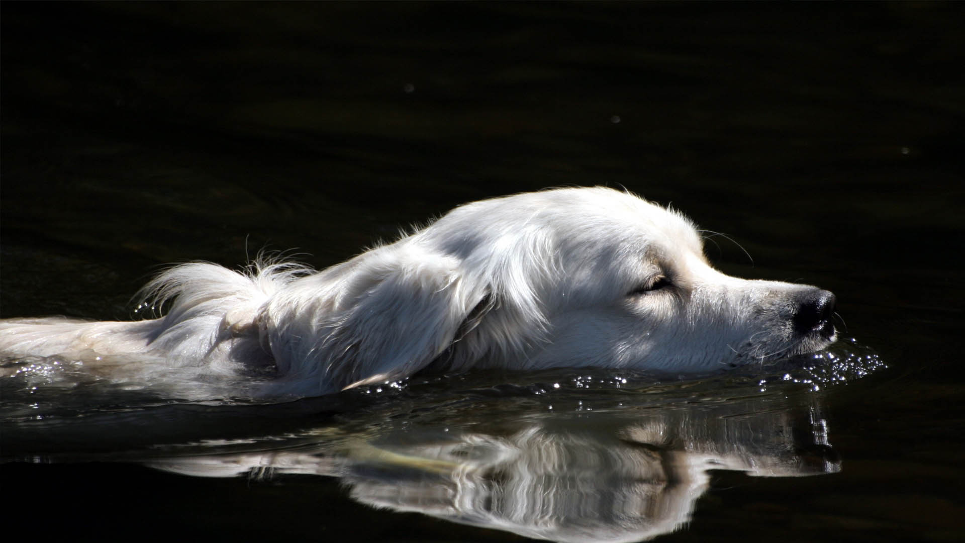 Según palabras de César Millán, no todos los canes son capaces de estar en el agua en vista de su morfología y musculatura