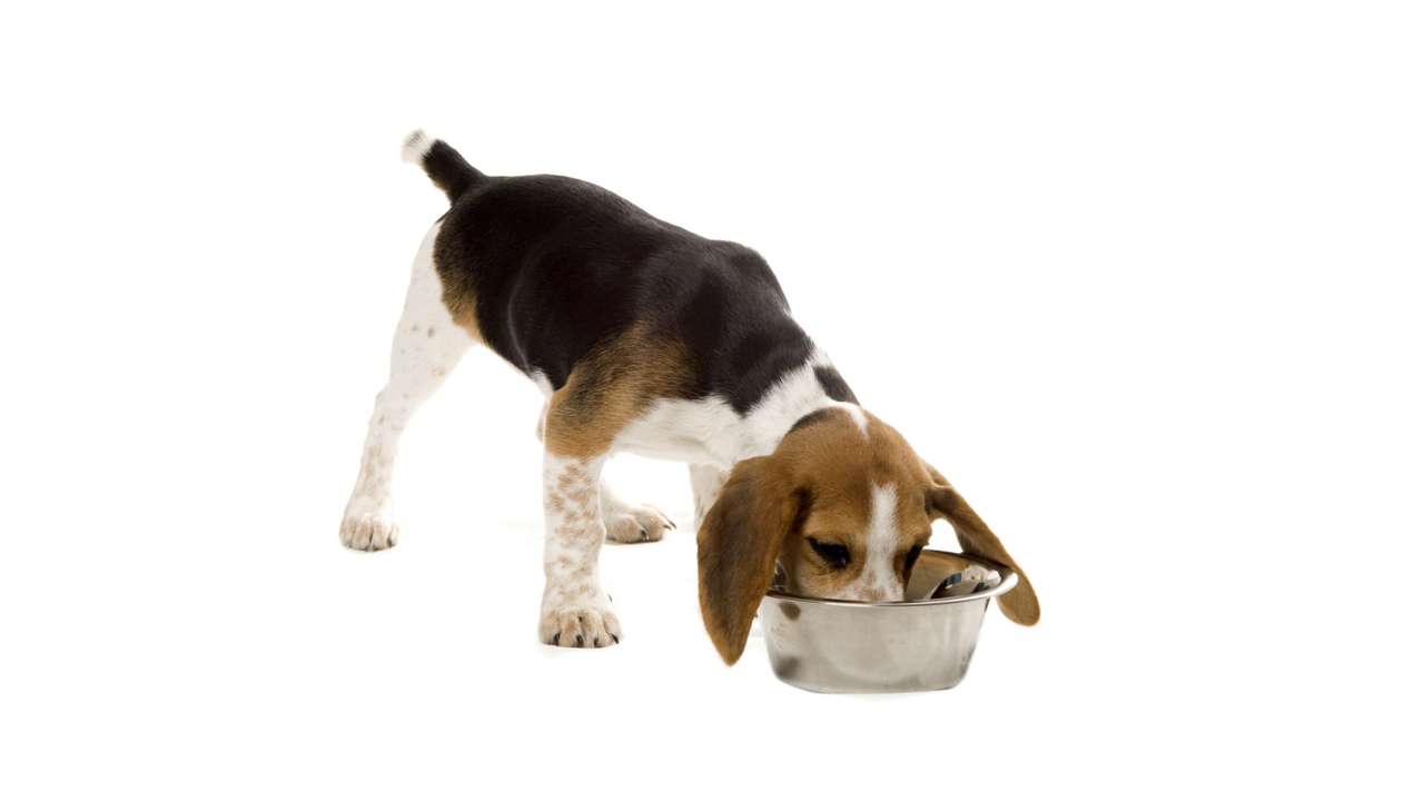 Dentro de la dieta, este cereal es capaz de otorgar múltiples beneficios al can que mejoren su organismo y además sus condiciones estéticas