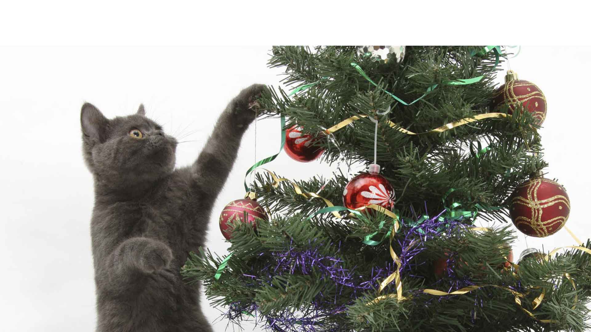 En Navidad los gatos aman jugar con las luces y ornamentos de los pinos