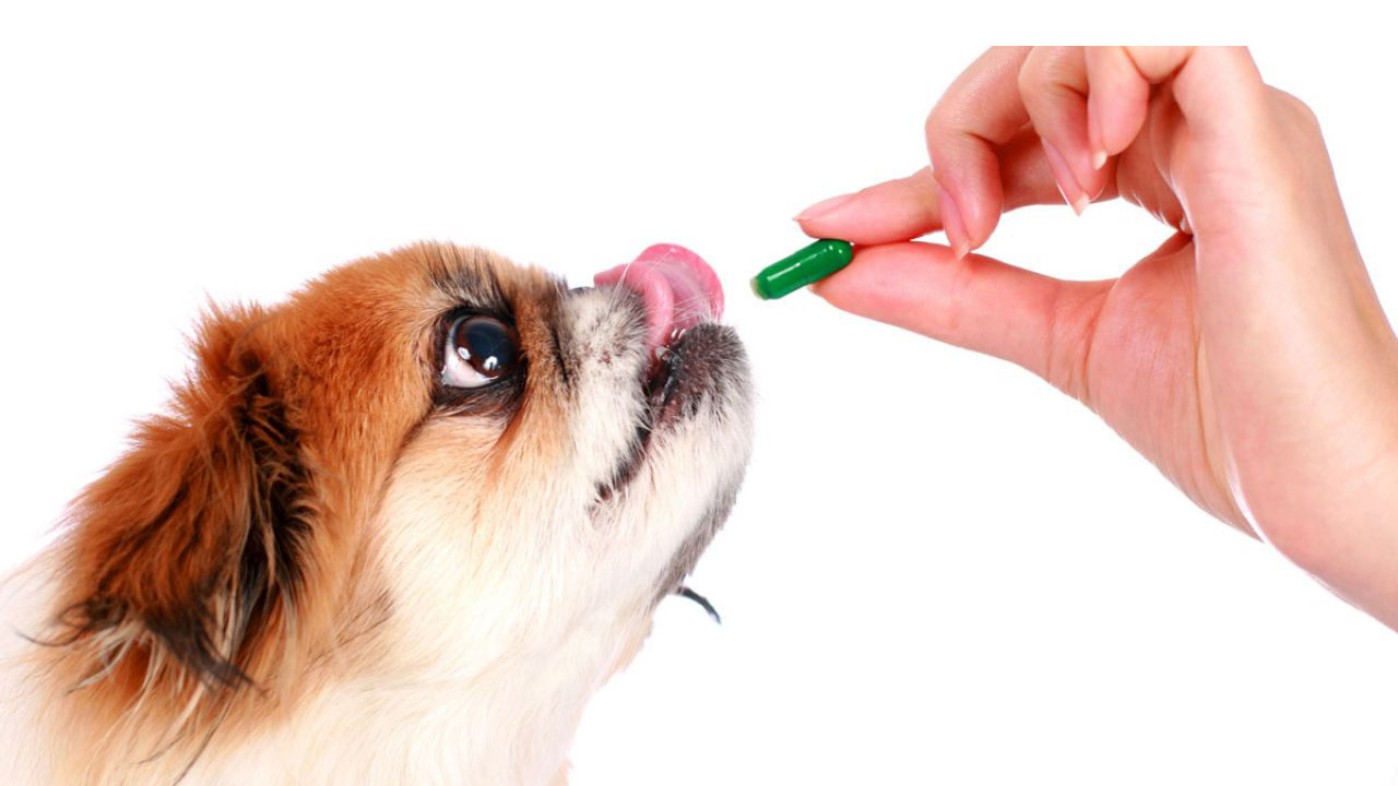 Los canes suelen odiar los medicamentos y es necesario aprender algunos trucos para que puedan ingerirla en pro de su salud