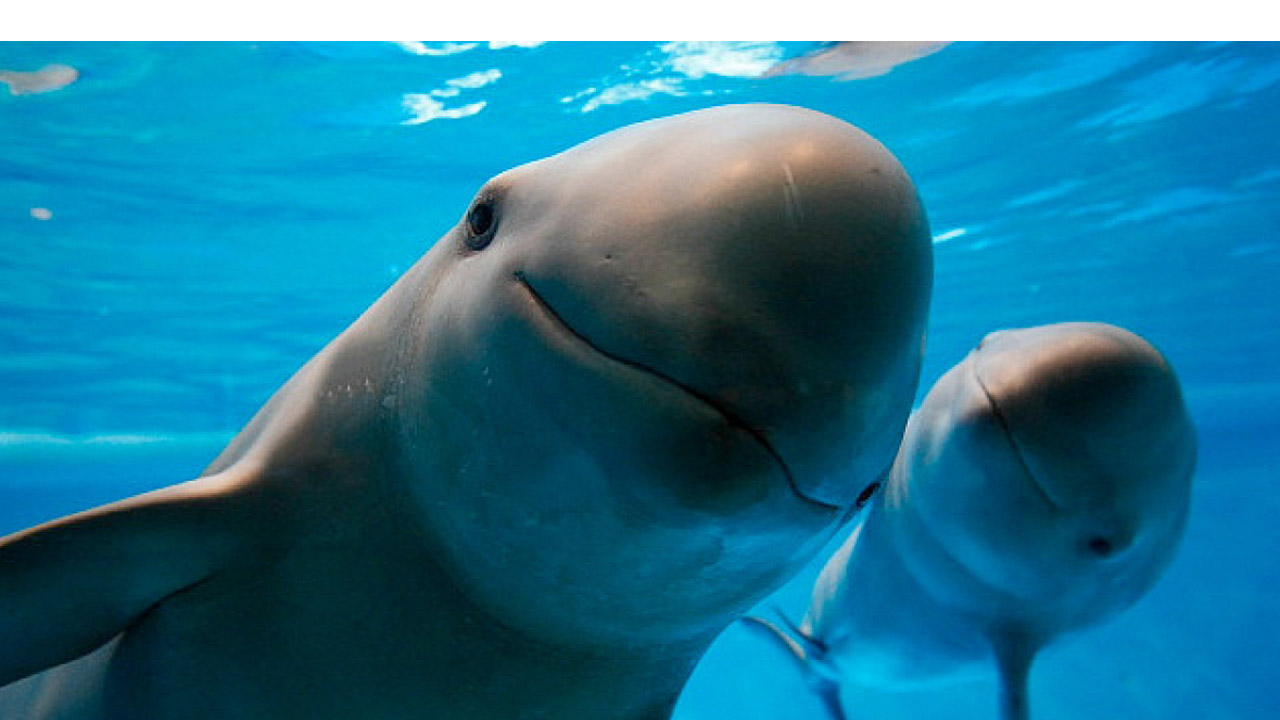 Organizaciones prevén reproducir mediante inseminación artificial al cetáceo