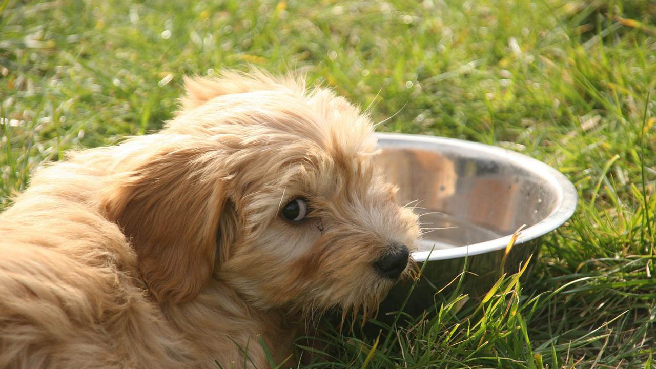 Los sueros para rehidratar a un can se encuentran en cualquier tienda veterinaria pero es importante conocer que existe una manera sencilla de elaborarlo en casa