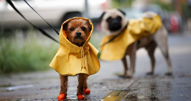 En esta temporada lluviosa es importante que tomes en cuenta ciertos aspectos que protegerán a su mascota de enfermedades
