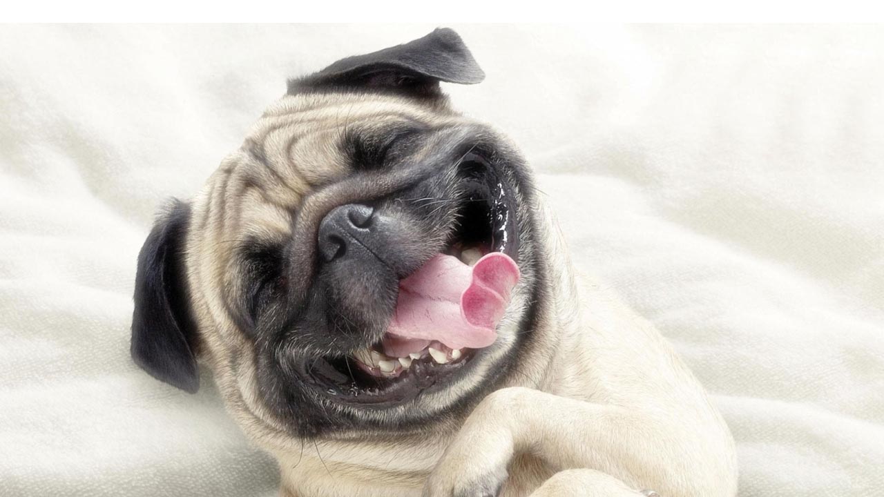 Usuarios han viralizado en las redes sociales la reacción de sus mascotas cuando se les felicita con su frase favorita