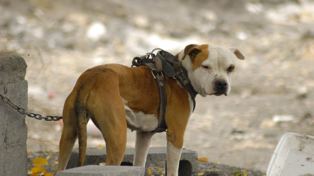 Muchos perros son abandonados por esta condición cuando lo que necesitan es más cariño y atención