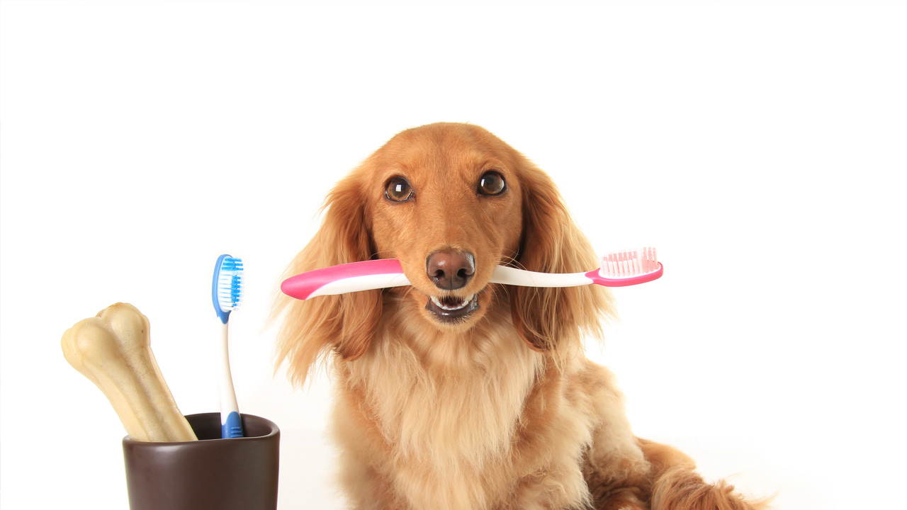 Es recomendable cepillar los dientes con frecuencias a las mascotas para evitar enfermedades bucales