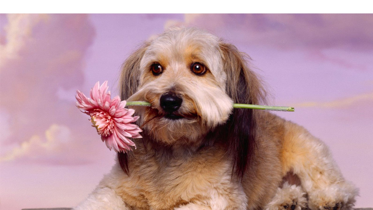 Con motivo del Día de San Valentín, hay personas que se inspiraron con el motivo de la fecha para nombrar a sus mascotas