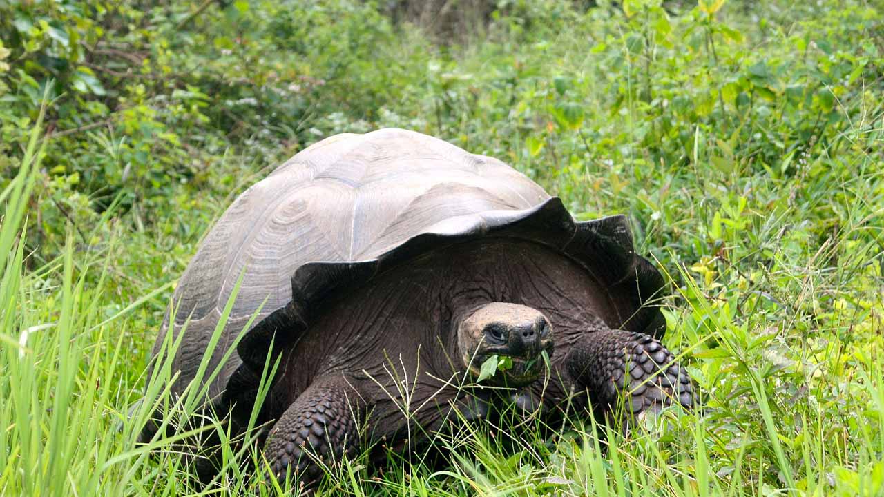 El único individuo de una especie de tortuga endémica será devuelto a las islas Galápagos (Ecuador)