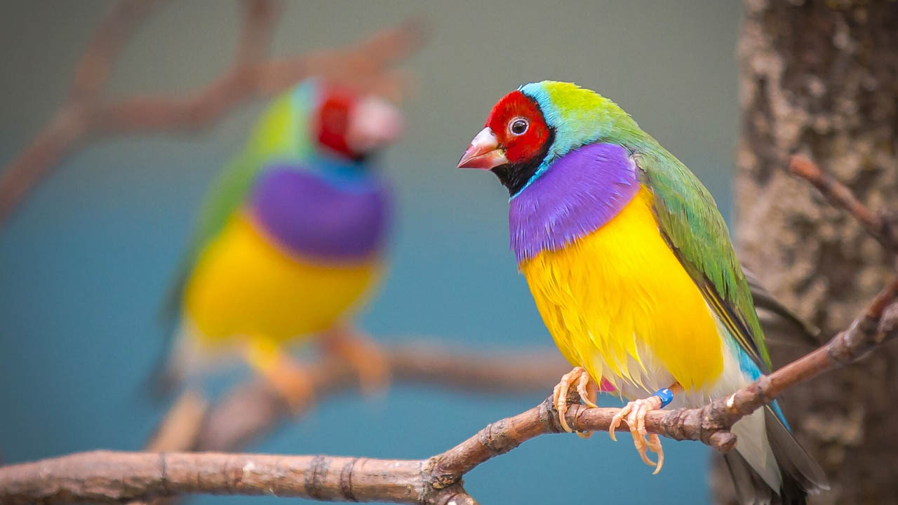 Estos pájaros originarios de Australia son una excelente compañía para los amantes de los pájaros y los que quieren optar por tener un pequeño consentido en casa